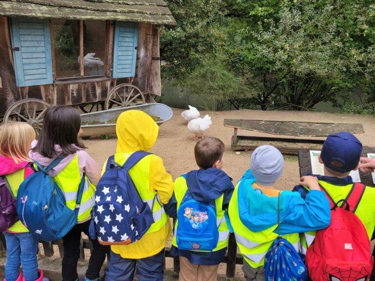 Kinder schauen sich Gänse im Tierpark an.