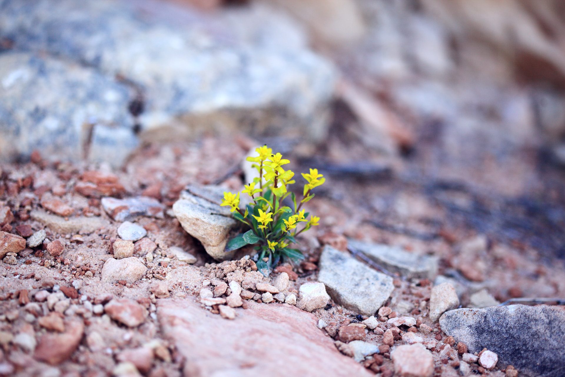 Eine Wüstenblume als Sinnbild für Resilienz.